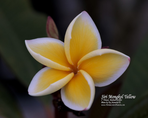 Siri Mongkol Yellow Plumeria Siri Mongkol Yellow Plumeria
