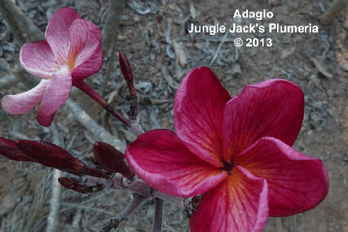 Adaglo JJ Plumeria Adaglo JJ Plumeria