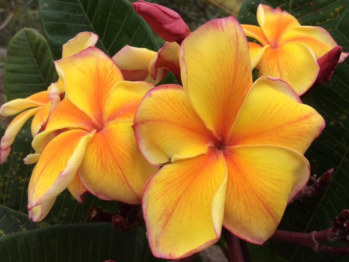 Golden Noi Plumeria Golden Noi Plumeria