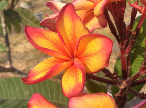 Golden Noi Plumeria Golden Noi Plumeria