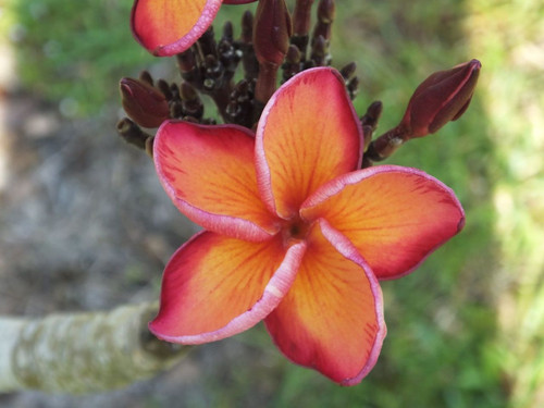 Shimmering Plumeria Shimmering Plumeria