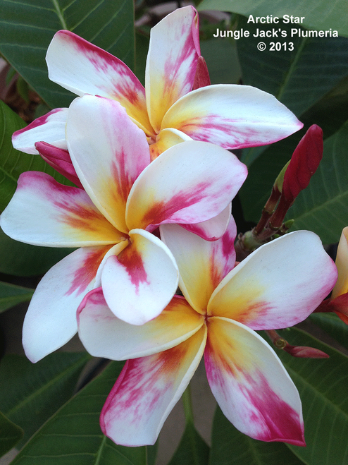 Artic Star JJ Plumeria Artic Star JJ Plumeria