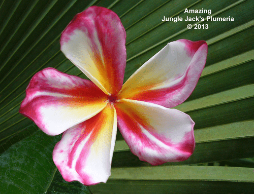 Amazing JJ Plumeria Amazing JJ Plumeria
