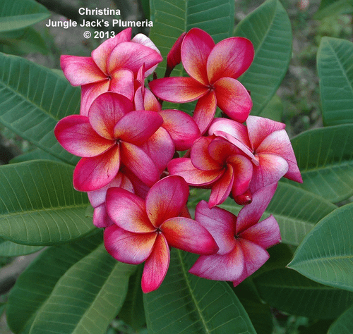 Christina JJ Plumeria Christina JJ Plumeria