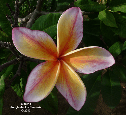 Electric JJ Plumeria Electric JJ Plumeria