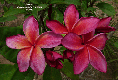Fusion JJ Plumeria Fusion JJ Plumeria