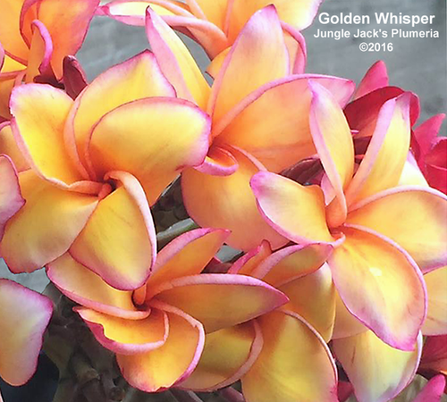 Golden Whisper JJ Plumeria Golden Whisper JJ Plumeria