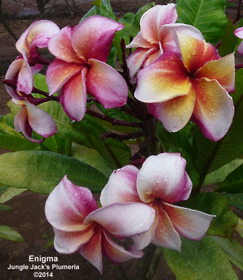 Enigma JJ Plumeria Enigma JJ Plumeria