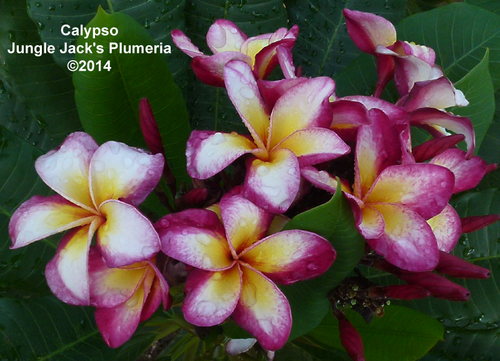 Calypso JJ Plumeria Calypso JJ Plumeria