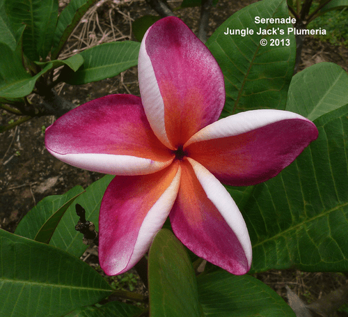 Serenade JJ Plumeria Serenade JJ Plumeria