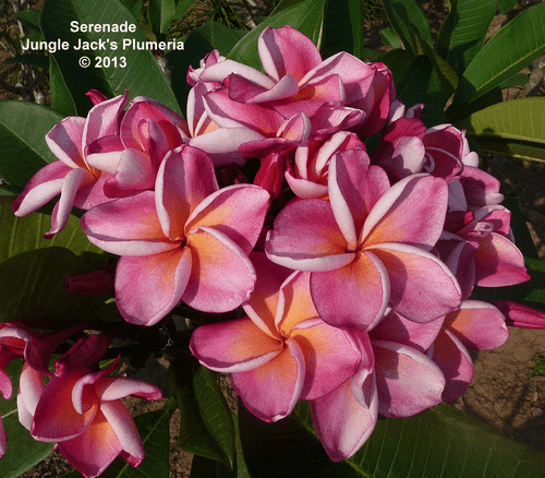 Serenade JJ Plumeria Serenade JJ Plumeria