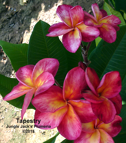 Tapestry JJ Plumeria Tapestry JJ Plumeria