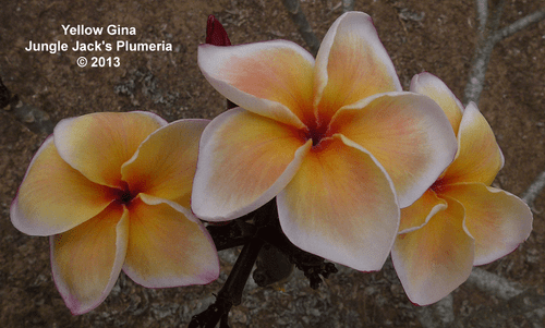 Yellow Gina JJ Plumeria Yellow Gina JJ Plumeria