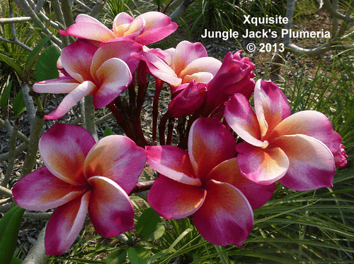 Xquisite JJ Plumeria Xquisite JJ Plumeria