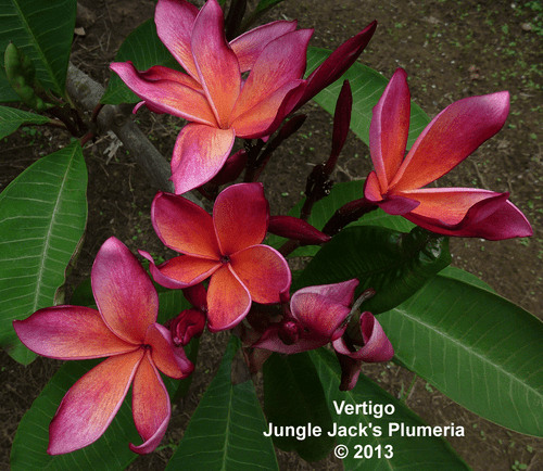 Vertigo JJ Plumeria Vertigo JJ Plumeria