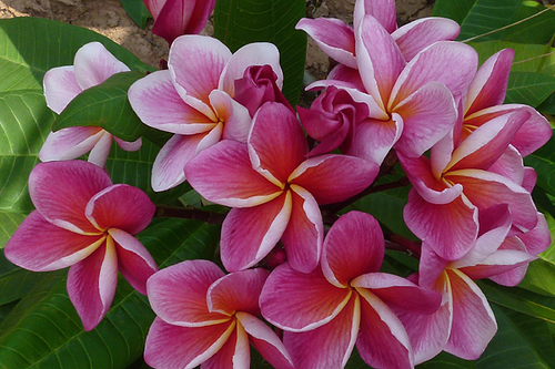 Synchronicity JJ Plumeria Synchronicity JJ Plumeria