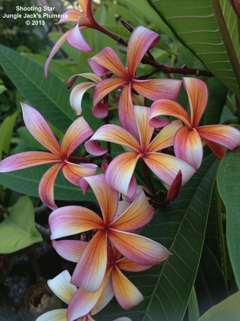 Shooting Star JJ Plumeria Shooting Star JJ Plumeria