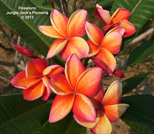 Firestorm JJ Plumeria Firestorm JJ Plumeria