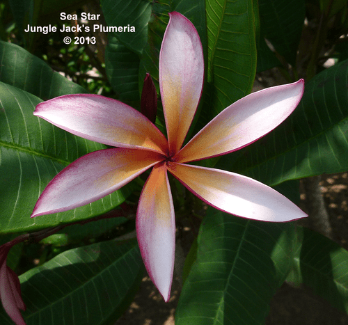 Sea Star JJ Plumeria Sea Star JJ Plumeria