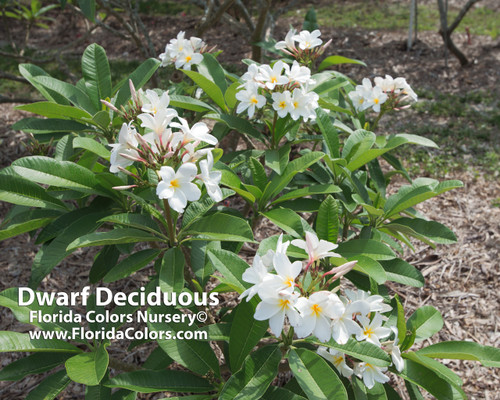 Dwarf Deciduous Plumeria - Plumeria by Florida Colors Nursery