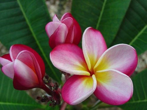 Sophie Plumeria - Plumeria by Florida Colors Nursery