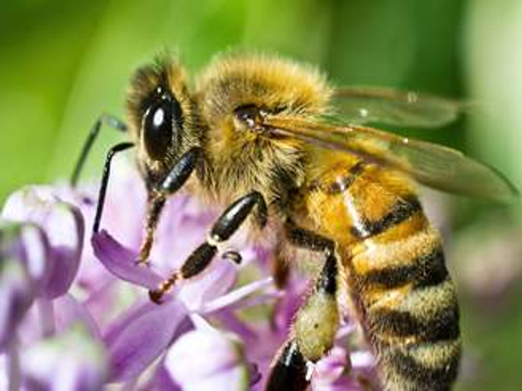 Image result for honey bee