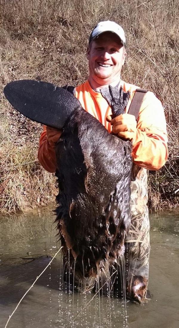 beaver-gloves-trapping