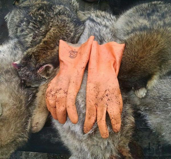 coyote-trapping-gloves