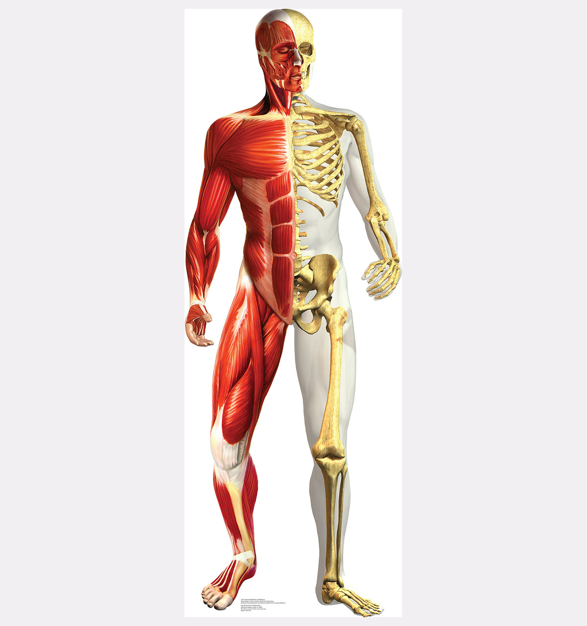 Life-size Anatomy - Half Muscle Half Skeleton Cardboard ...