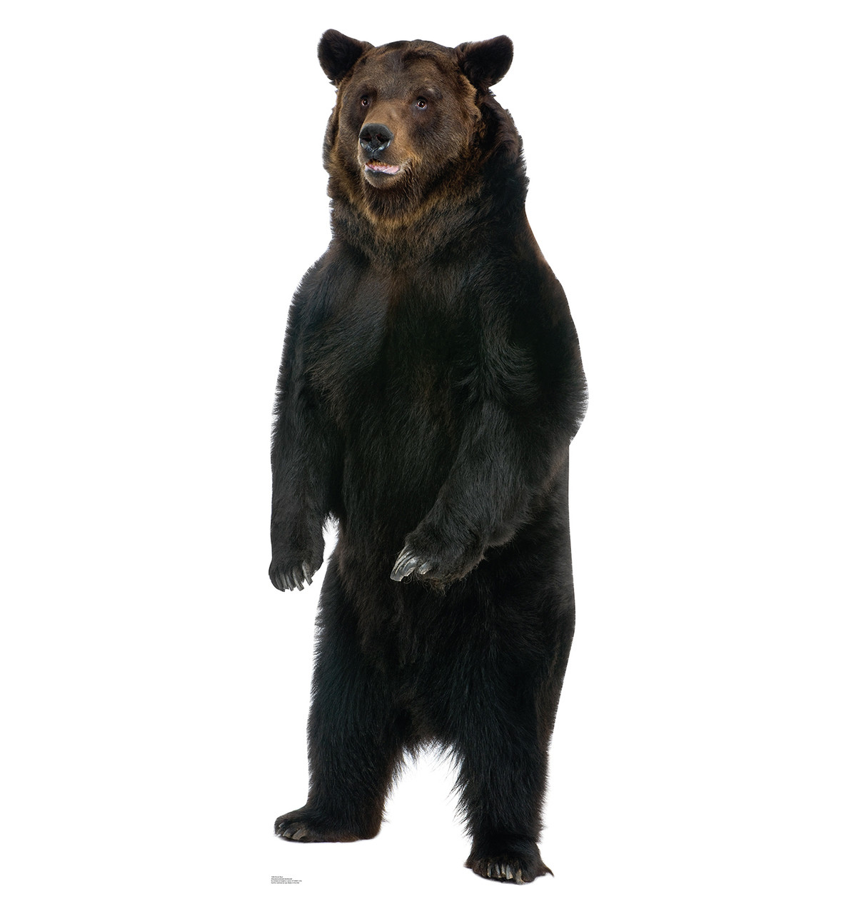 Lifesize Brown Bear Talking Cardboard Standup Cardboard Cutout