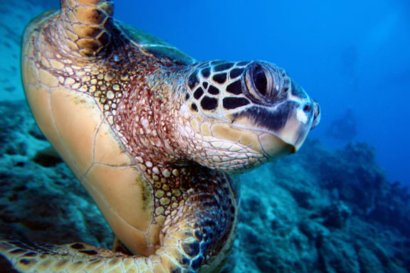 green-sea-turtle-close-up.jpg