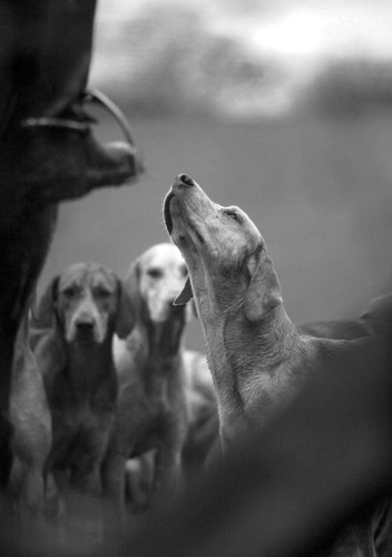 Awaiting his Masters Voice Rural Images A5 Card