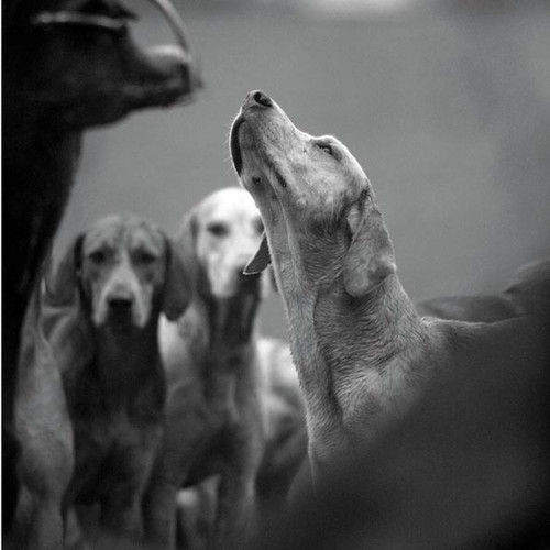Awaiting His Masters Voice Sound Card