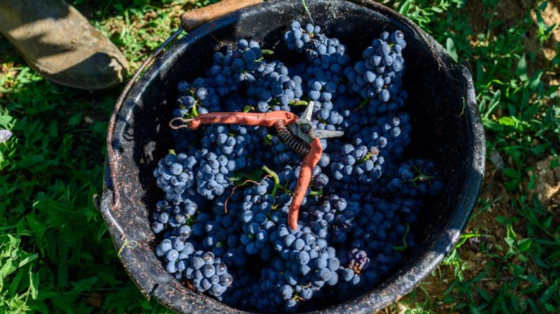 Burgundy En Primeur 2016