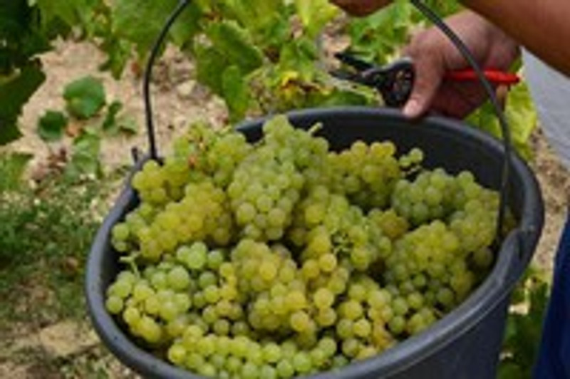 Burgundy 2014 En Primeur