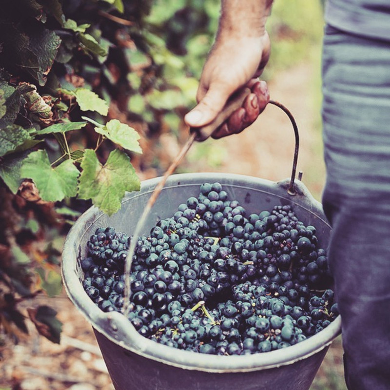 A natural celebration of the new vintage. Beaujolais Nouveau Natural 2018