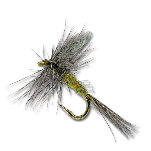 Blue Wing Olive