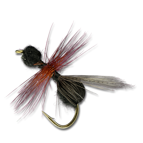 Black Flying Ant