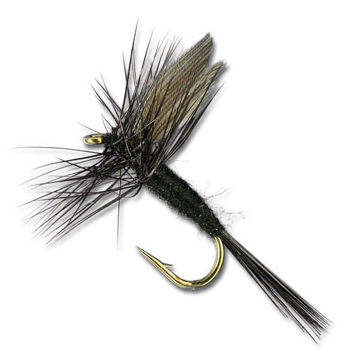 Black Gnat - #16