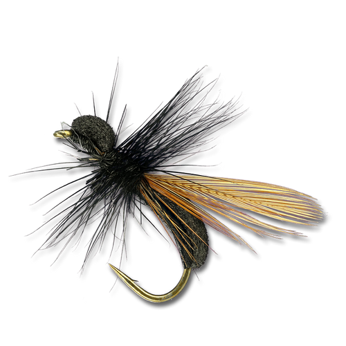 Carpenter Ant - #12