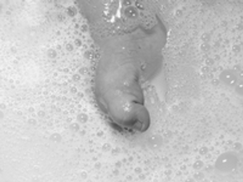 The Interesting--yet accidental--History of a Soap Brand
