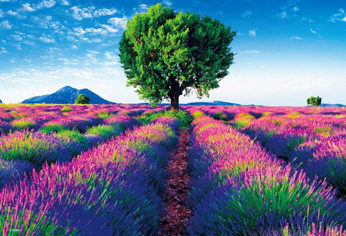 Beverly Jigsaw Puzzle M81-849 Beautiful Scenery Provence France (1000 S-Pieces)