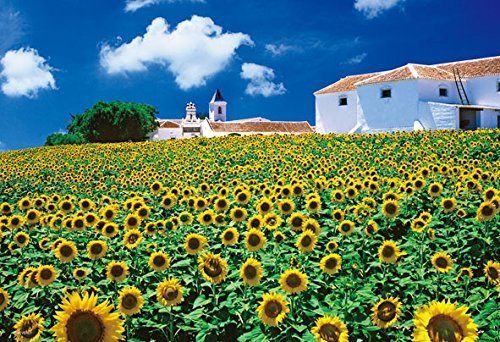 Beverly Jigsaw Puzzle M81-853 Andalucia Sunflower (1000 S-Pieces)