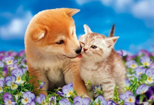 Beverly Jigsaw Puzzle P33-083 PRETTY PET Dog & Cat (300 Pieces)