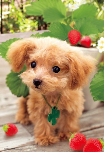 Beverly Jigsaw Puzzle P33-119 Lovely Dog (300 Pieces)