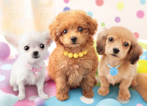 Epoch Jigsaw Puzzle 05-102 Pet Dog Chihuahua Toy Poodle Dachshund (500 Pieces)