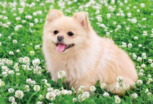 Epoch Jigsaw Puzzle 25-141 Pomeranian Dog with Clovers (300 Pieces)