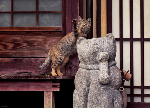 Epoch Jigsaw Puzzle 06-083 Mitsuaki Iwago Cat in Kyoto Japan (500 Pieces)