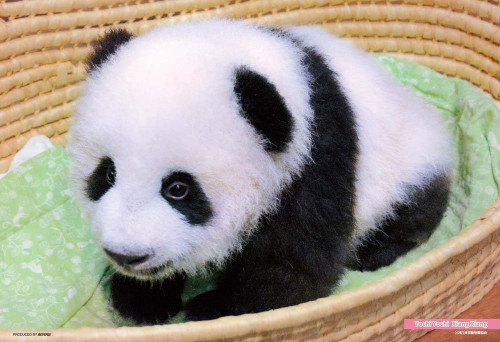Beverly Jigsaw Puzzle P33-138 Panda Xiang Xiang (300 Pieces)