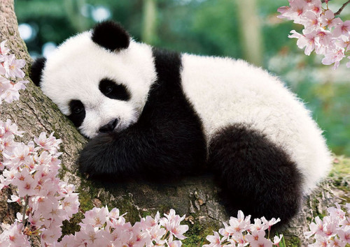 Epoch Jigsaw Puzzle 01-061 Sleepy Panda (108 Pieces)